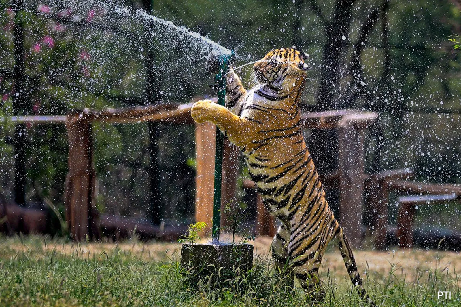 Flood of tourists gathered in Nahargarh Biological Park on Sunday